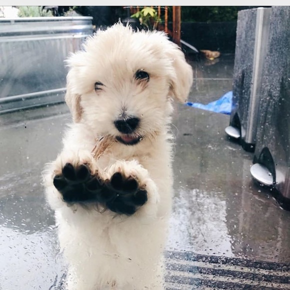 Meet your Posher, Stacie - Picture 1 of 1